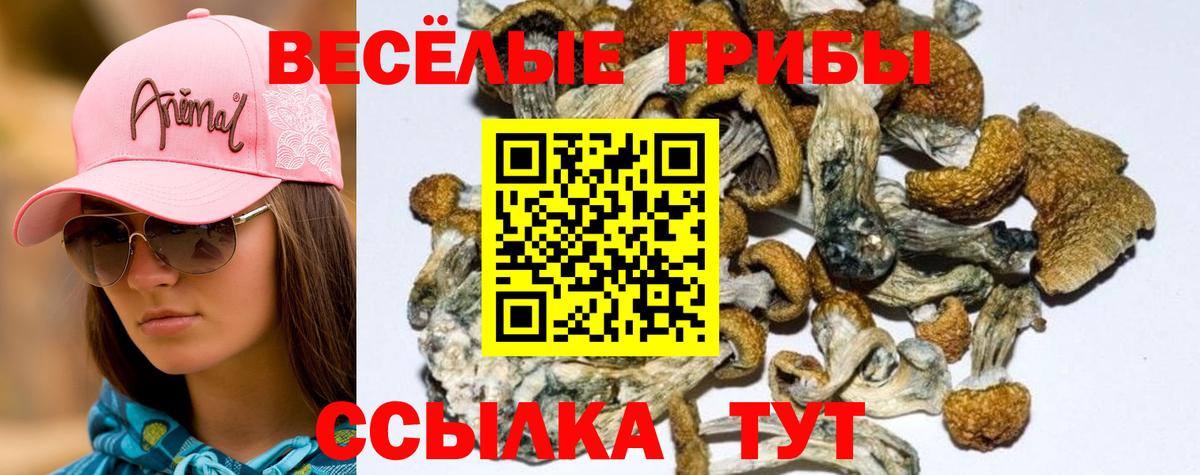 Полевской  цены наркотик  Псилоцибиновые грибы MAGIC MUSHROOMS  Вход с VPN  Псилоцибиновые грибы Magic Shrooms 
